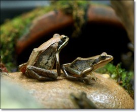 한국산 개구리 (농장 번식)