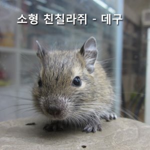칠레다람쥐  - 노멀 데구분양(수컷만 분양가능)