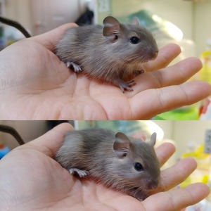칠레다람쥐  - 블루 데구분양