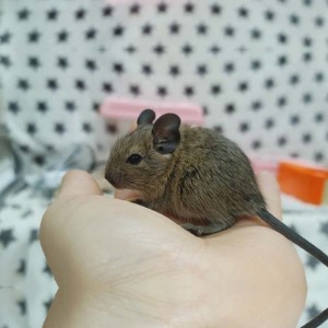 칠레다람쥐  - 노멀 데구분양 (암컷 분양가능)