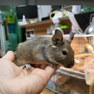(5개월생) 칠레다람쥐  - 노멀 데구분양(수컷,암컷)