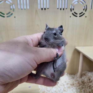 칠레다람쥐 - 블루 데구분양
