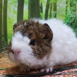 Texel guinea pig  텍셀 기니피그  암컷