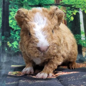 Texel guinea pig  텍셀 기니피그  수컷