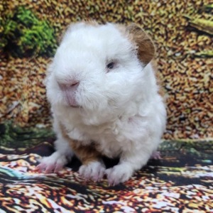 Texel guinea pig  텍셀  브라운+화이트 수컷