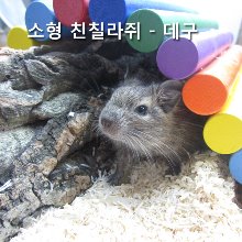 칠레다람쥐  - 노멀 데구분양(수컷만 분양가능)