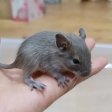 칠레다람쥐  - 블루 데구분양 (수컷만 분양가능)