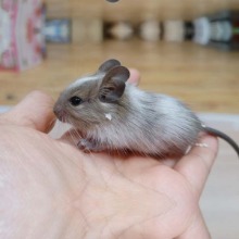 칠레다람쥐  - 노멀 파이드 데구분양(수컷 한마리 분양가능)