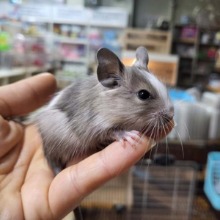 칠레다람쥐  - 노멀 파이드 데구분양(수컷 한마리 분양가능)